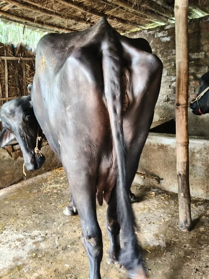 Murrah Buffalo in  BIHAR