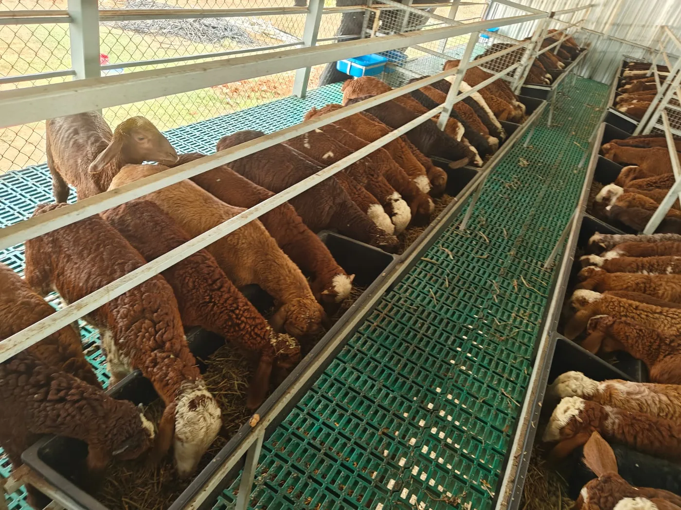 Sindhanoor Sheep in  KARNATAKA