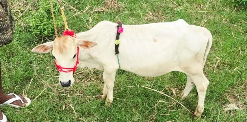 Punganur  Cow P0239 in  MAHARASHTRA