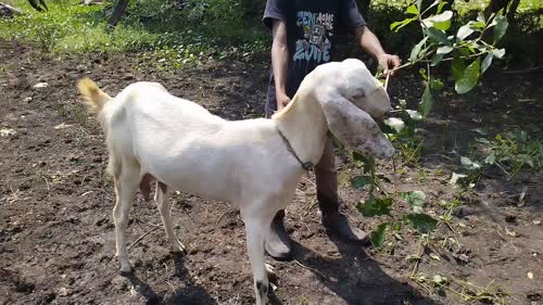 Sojat Goat S0342 in  MAHARASHTRA