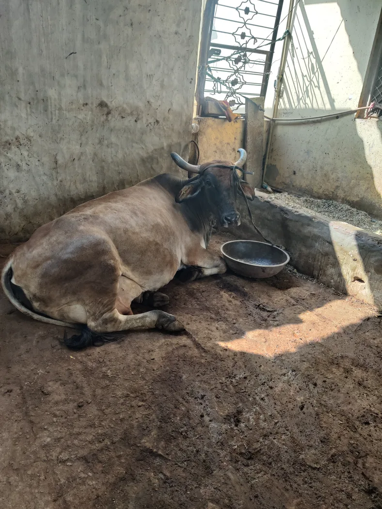 Others Cow in  RAJASTHAN