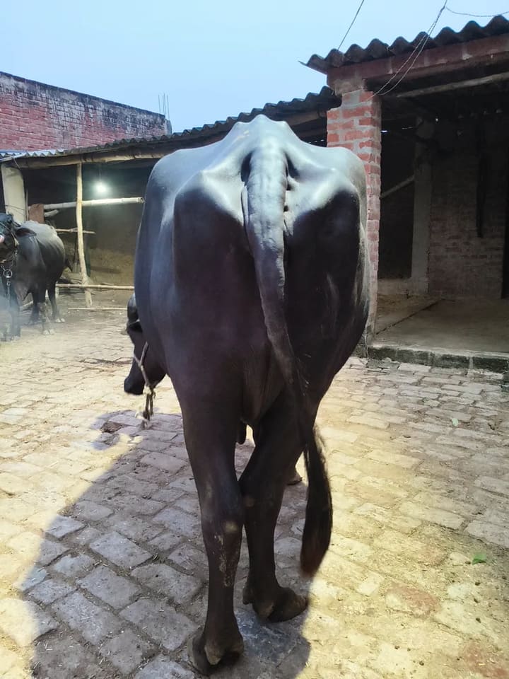 Murrah Buffalo in  UTTAR PRADESH