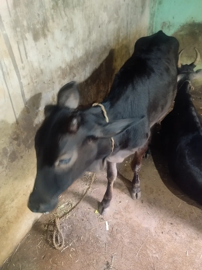 Others Cow in  ODISHA