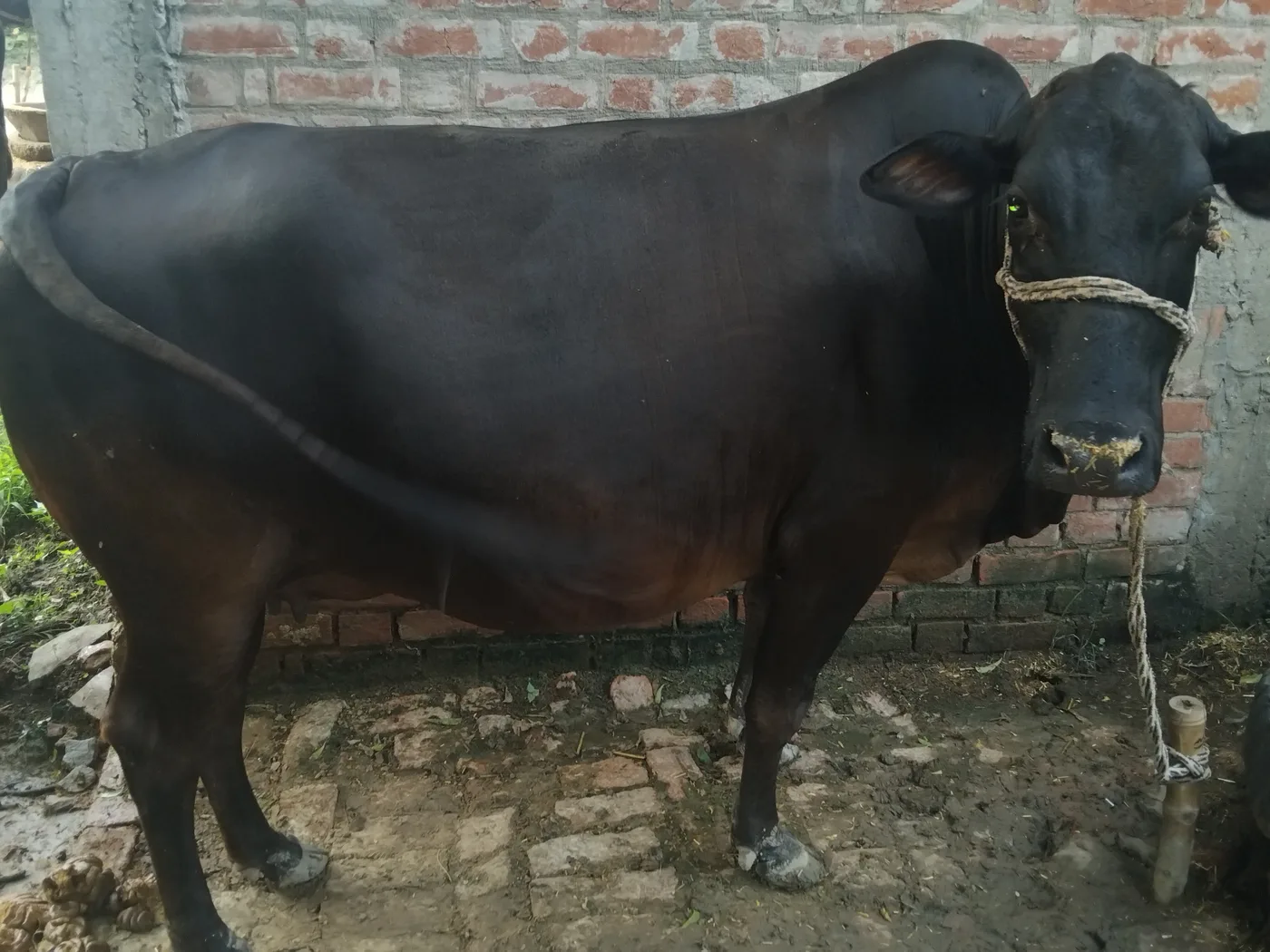 Jersey Cow J1563 in  UTTAR PRADESH