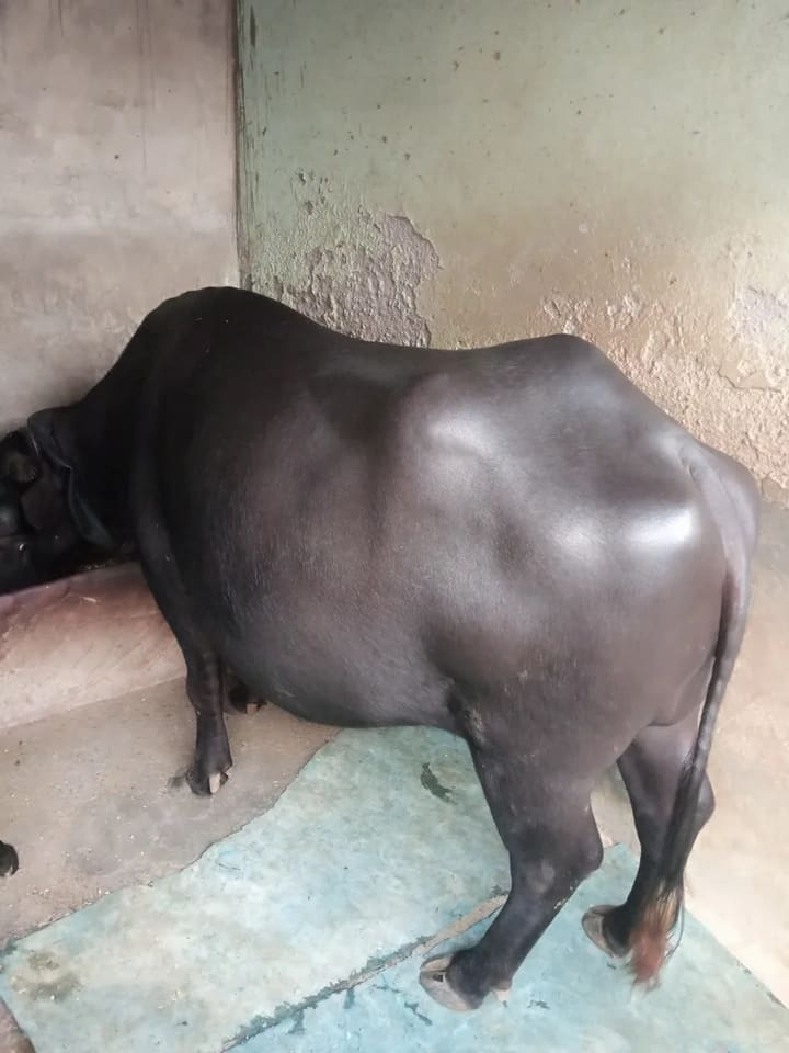 Surti Buffalo in  RAJASTHAN
