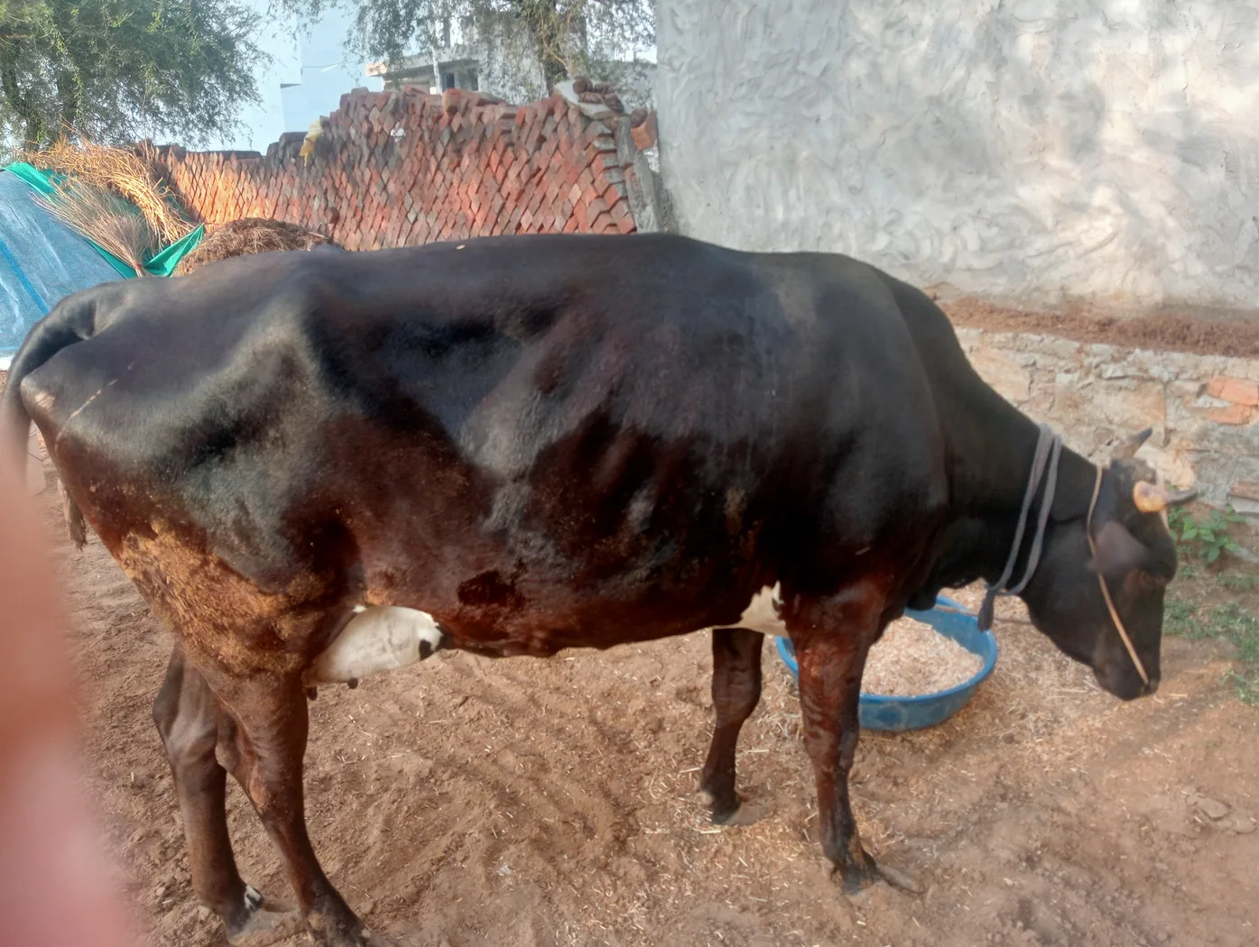 Rathi Cow in RAJASTHAN