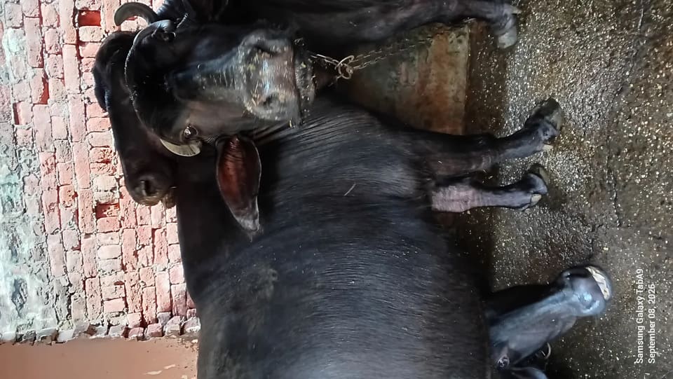 Others Buffalo in  UTTAR PRADESH