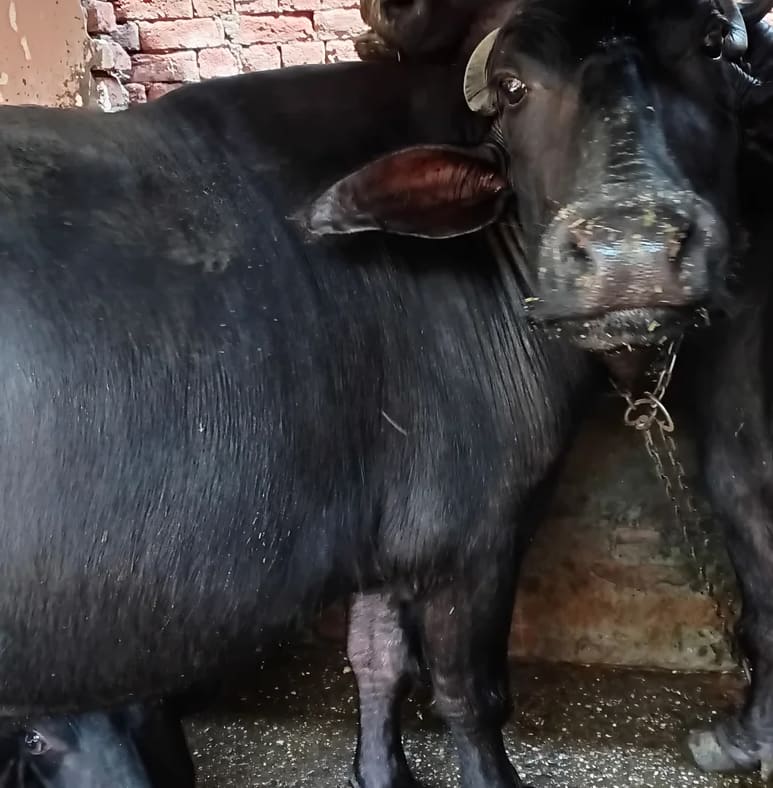 Buffalo Buffalo O0638 in  UTTAR PRADESH