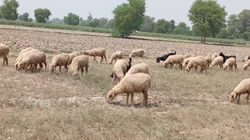 Buchki desi desi O0103 in  RAJASTHAN