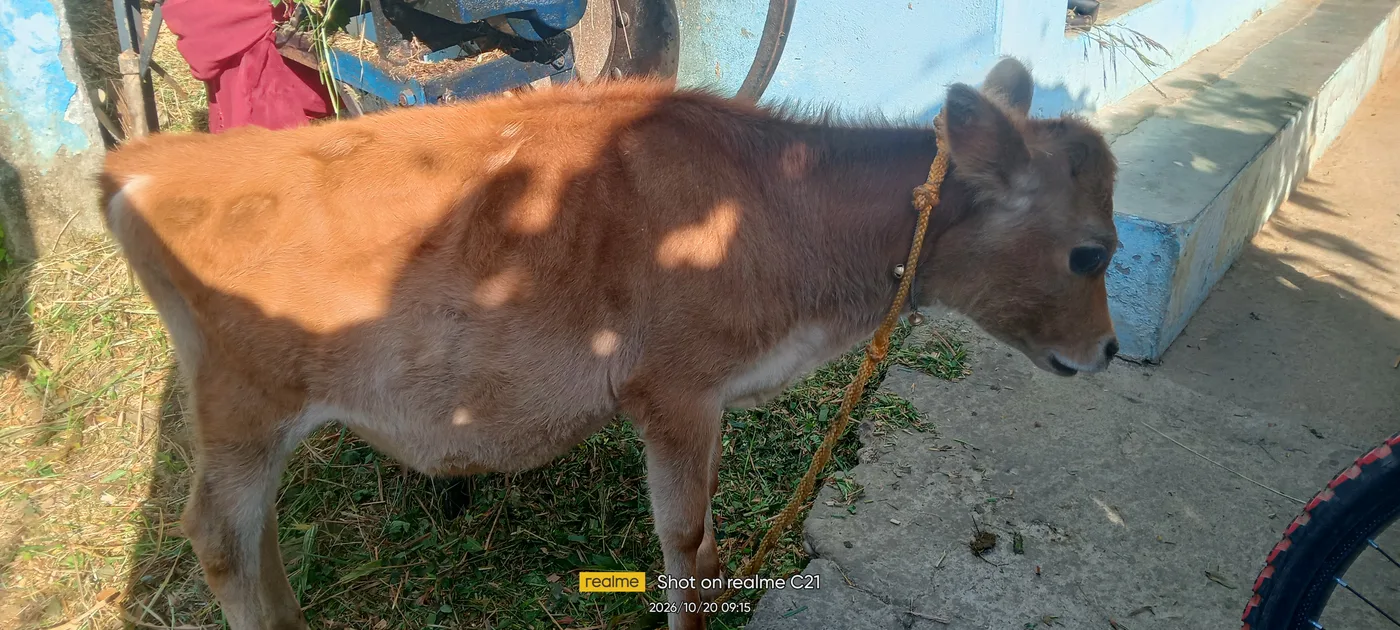 Jersey Heifer Cow J1619 in  HIMACHAL PRADESH