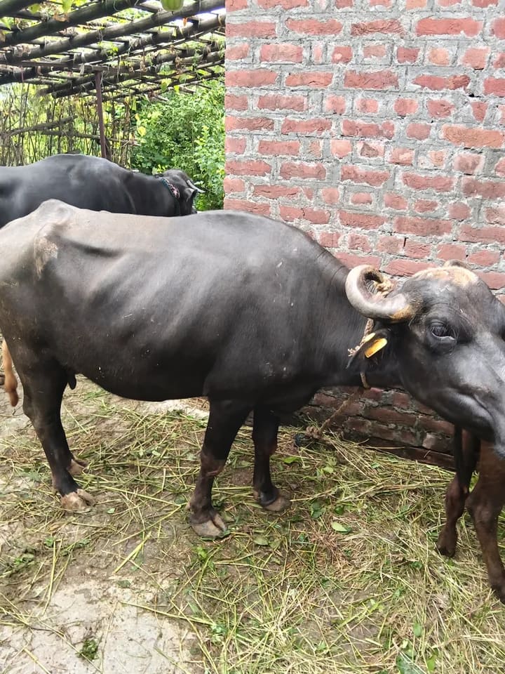Surti Buffalo S0411 in  HIMACHAL PRADESH
