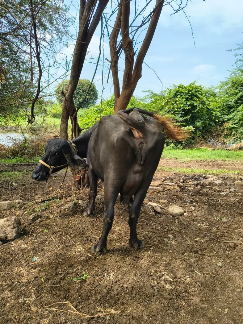 Jafarabadi Buffalo in  GUJARAT