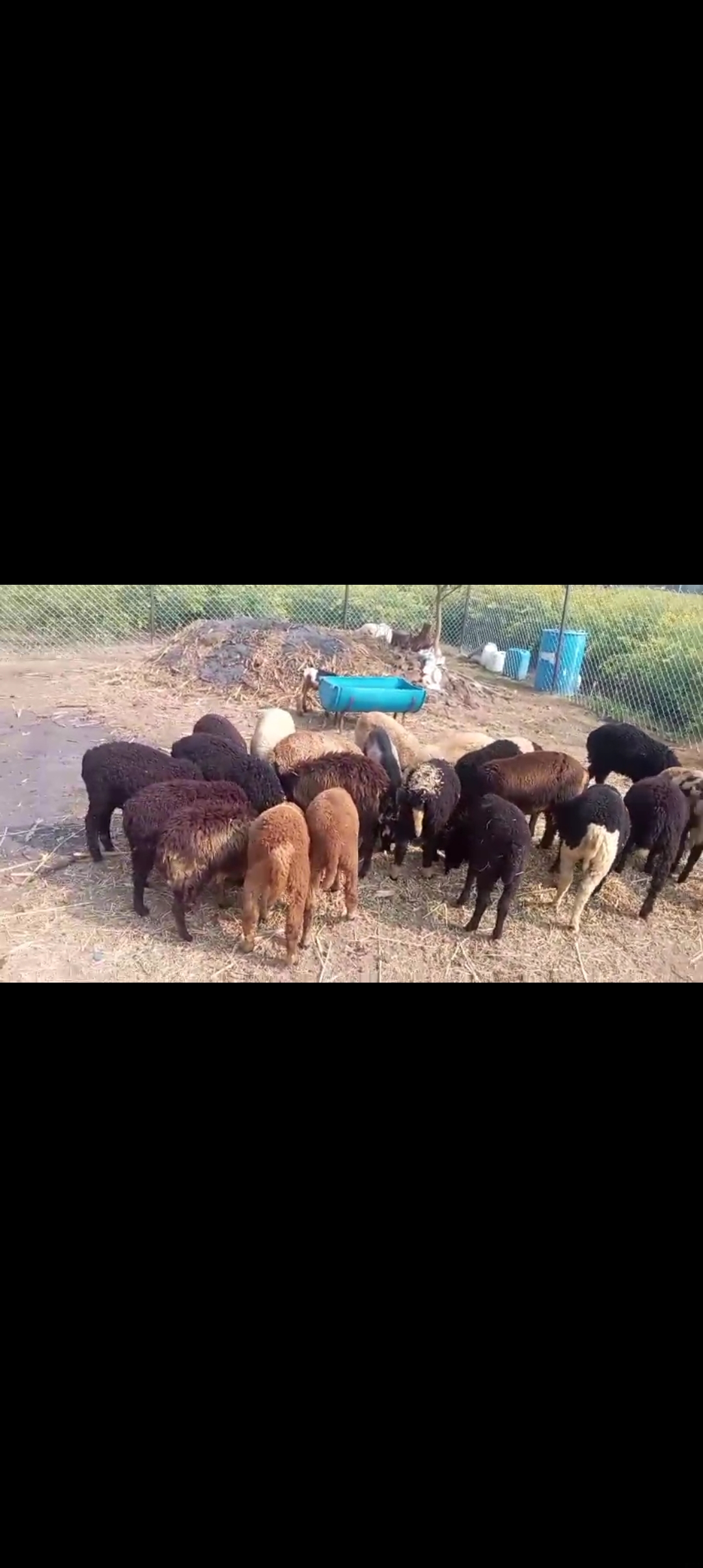 Deccani Sheep D0202 in  MAHARASHTRA