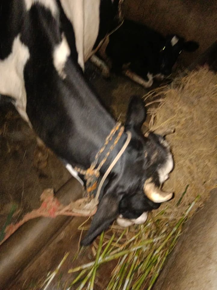 HF Cow in  KARNATAKA