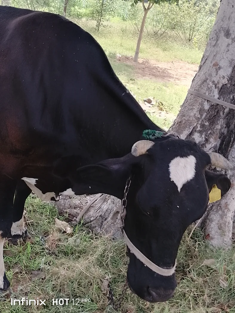 HF Cow in  RAJASTHAN