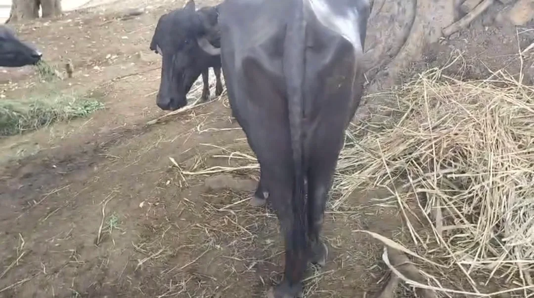 Others Buffalo in  GUJARAT