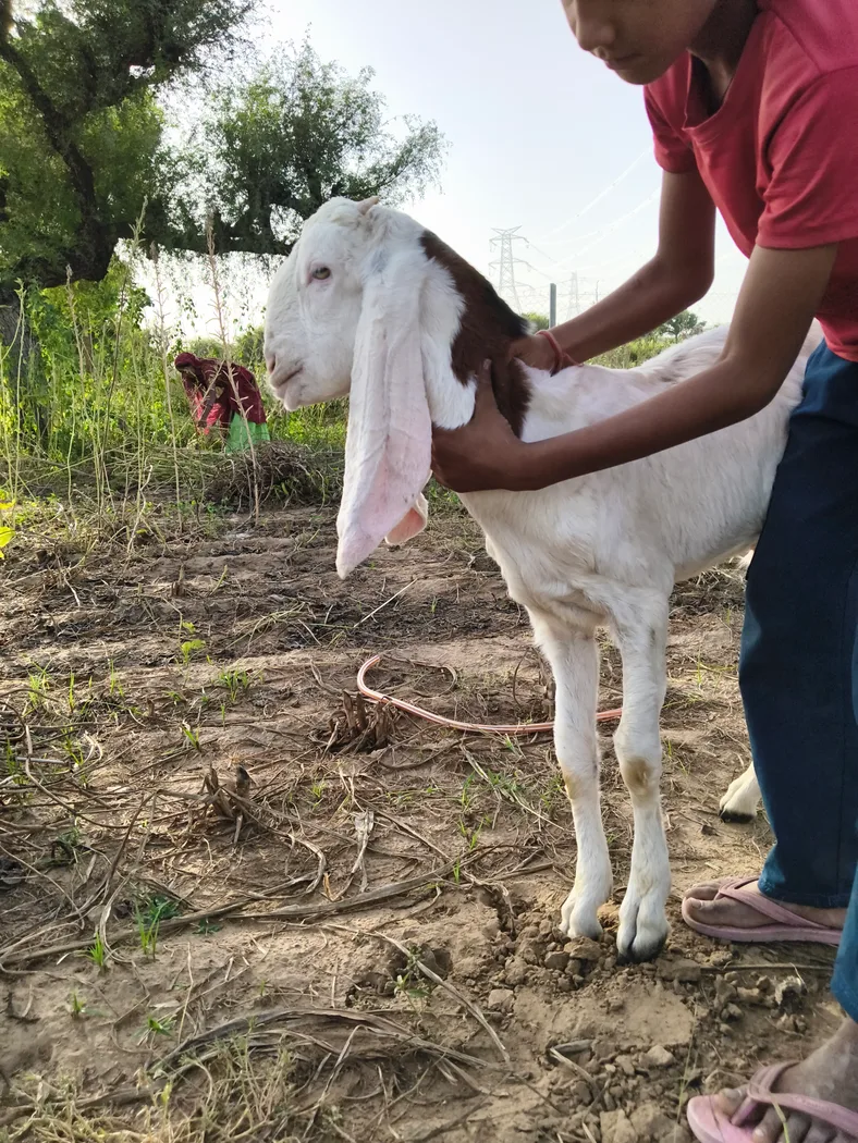 Sojat Goat in  RAJASTHAN