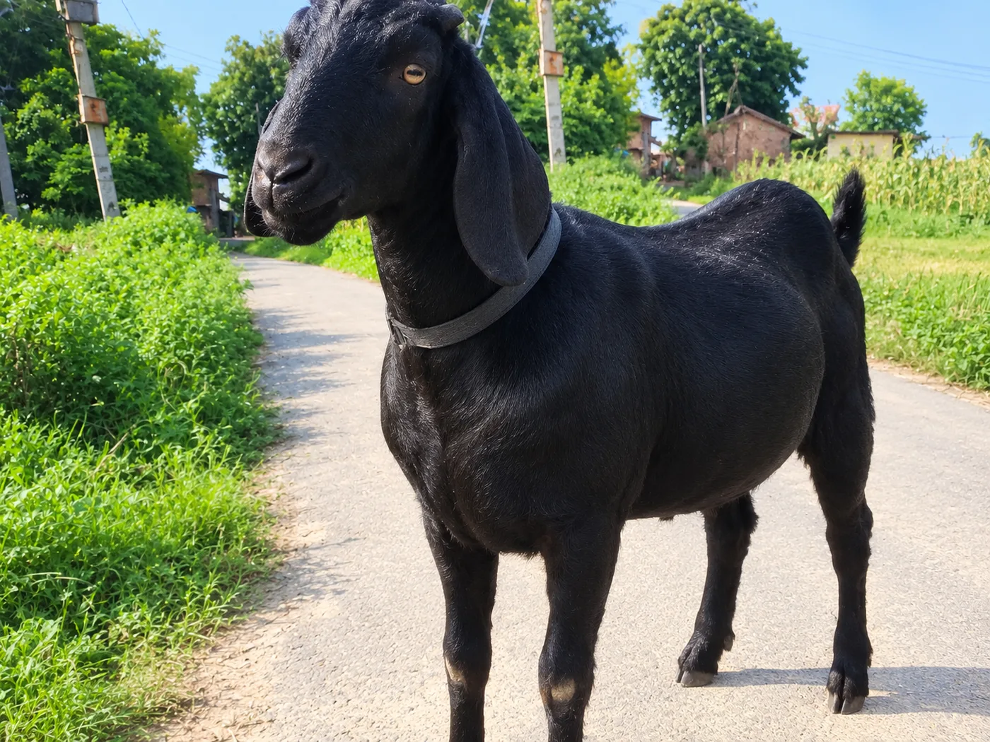 Kota Goat K0247 in  UTTAR PRADESH