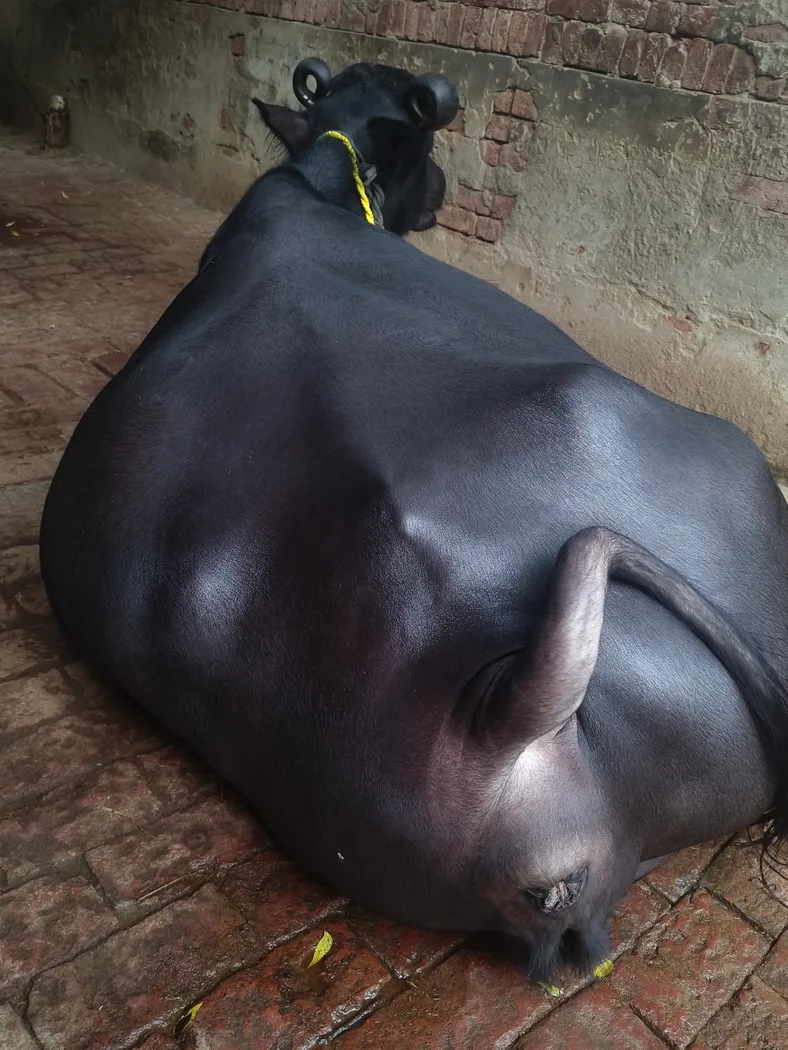 Others Buffalo in  UTTAR PRADESH