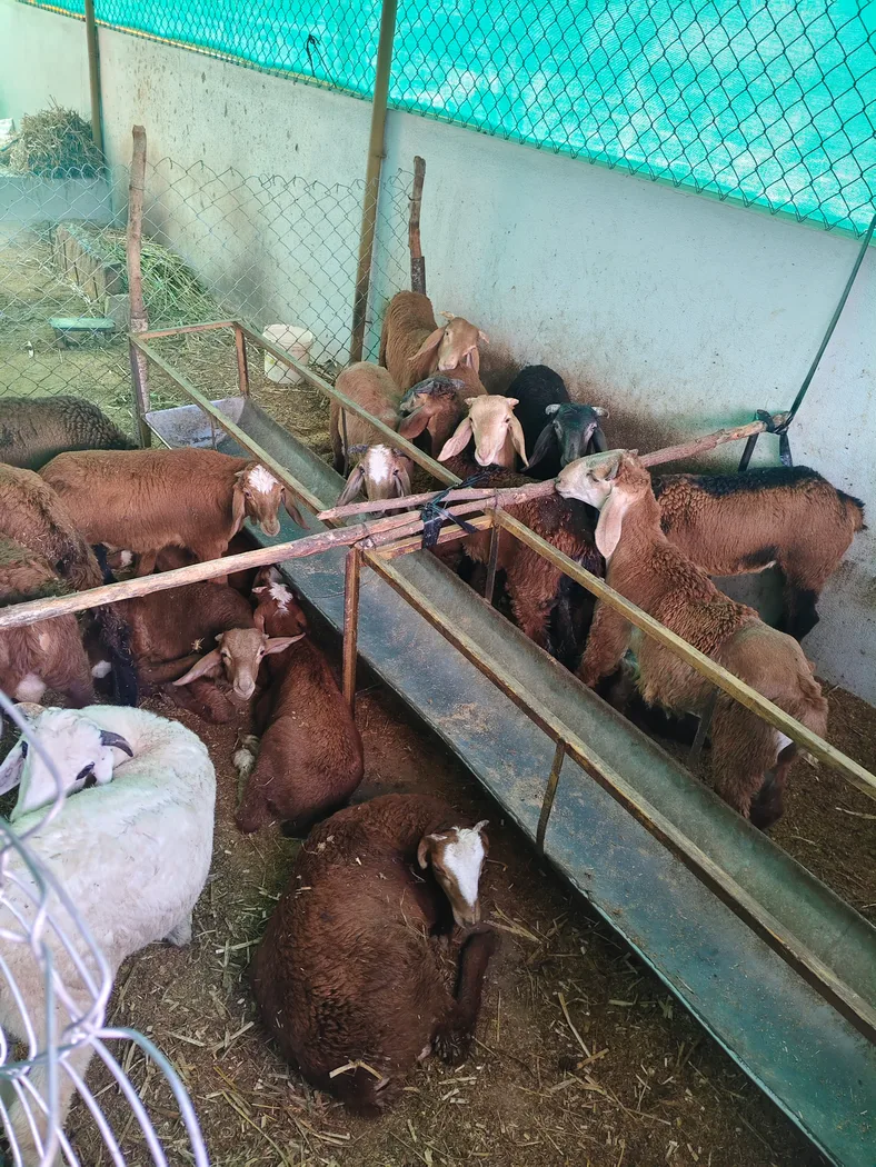 Sindhanoor Sheep S0215 in  KARNATAKA