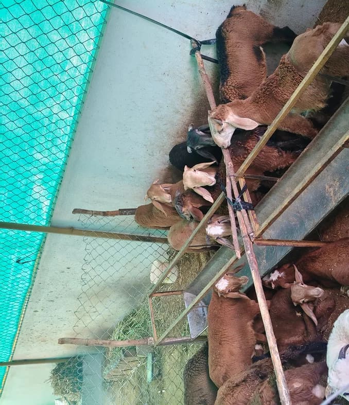 Sindhanoor Sheep in  KARNATAKA