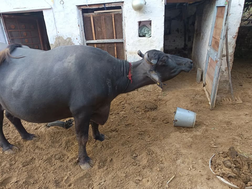 Murrah Buffalo in  RAJASTHAN