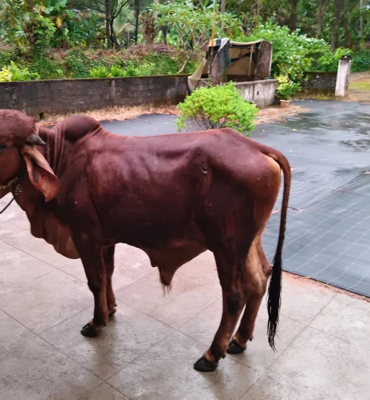 Gir Cow G2190 in  KARNATAKA