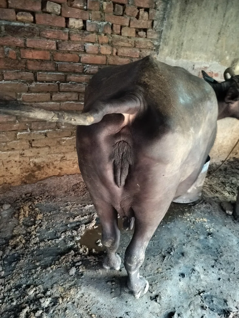 Kundi Buffalo O0530 in  UTTAR PRADESH