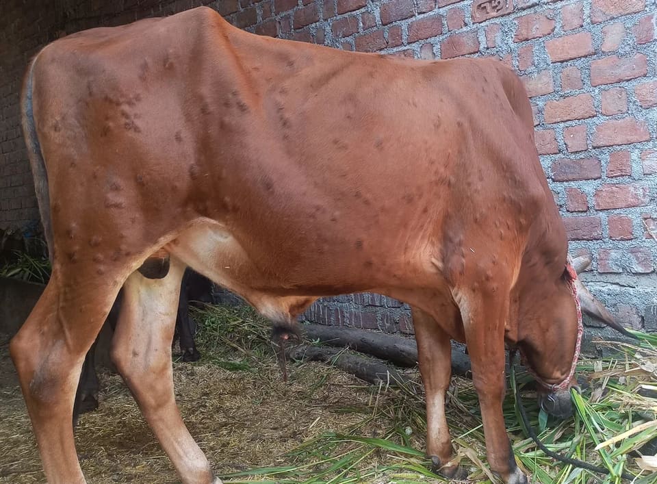 साहीवाल क्रॉस बैल O0944 in  MADHYA PRADESH