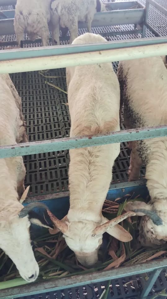 Avishaan Sheep in  ANDHRA PRADESH