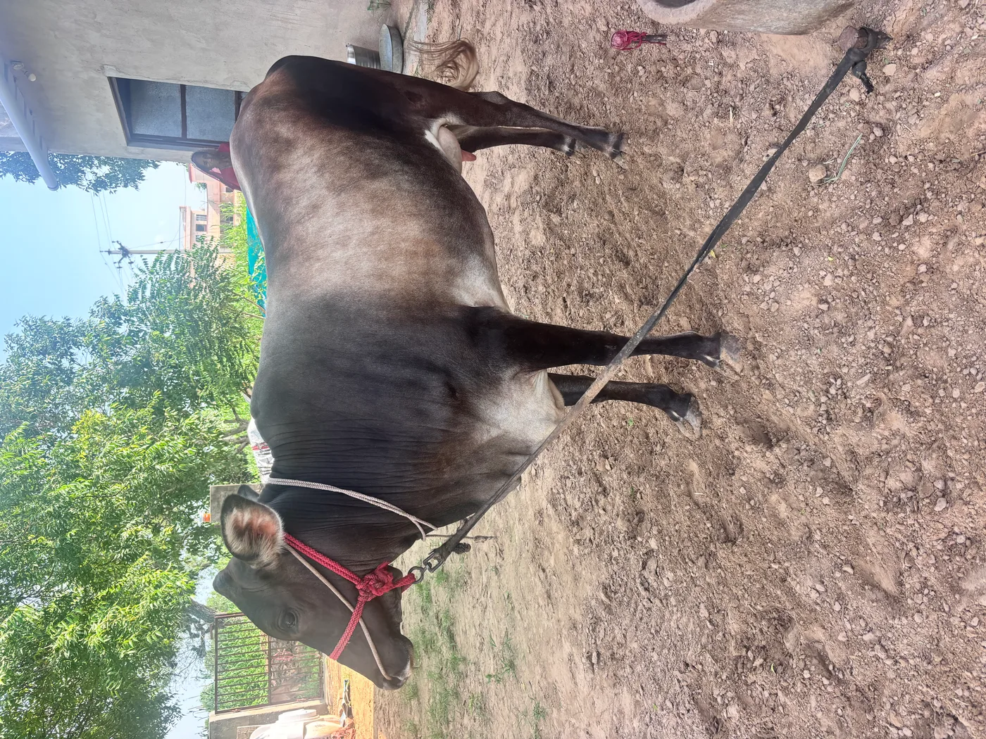 Sahiwal Cow in  RAJASTHAN