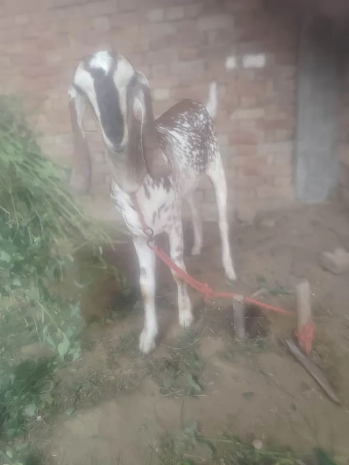 Barbari Goat in  UTTAR PRADESH
