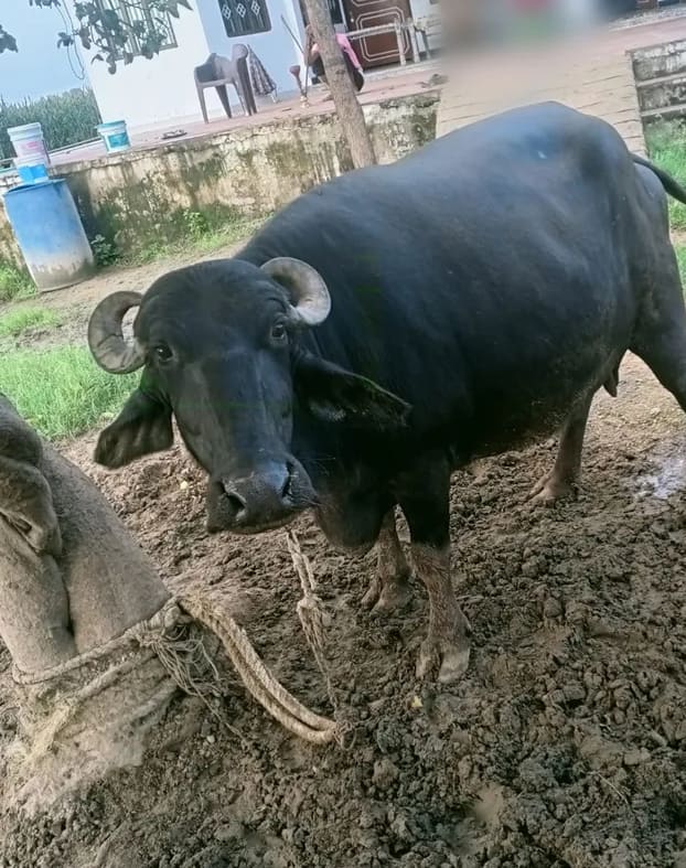 Murrah Buffalo in  RAJASTHAN