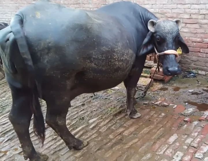 Murrah Buffalo M4726 in  UTTAR PRADESH