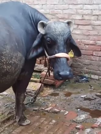 Murrah Buffalo in  UTTAR PRADESH