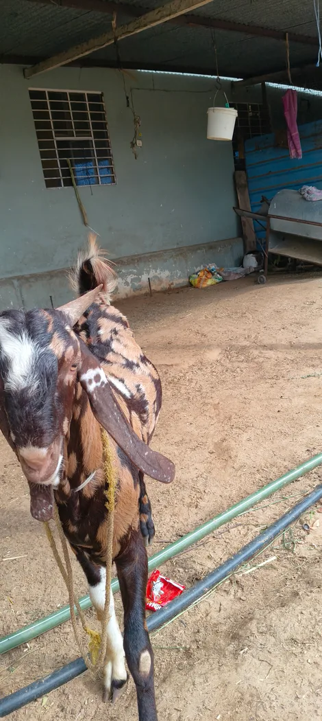 Gujri Goat in  RAJASTHAN