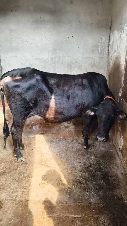 Jersey Cow in HARYANA