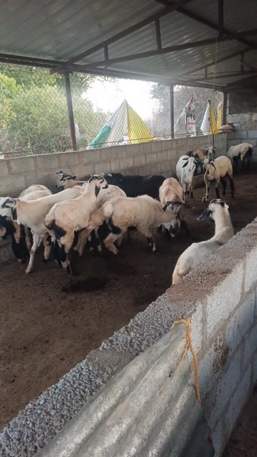 Neelore  Jodipi Sheep N0178 in  ANDHRA PRADESH