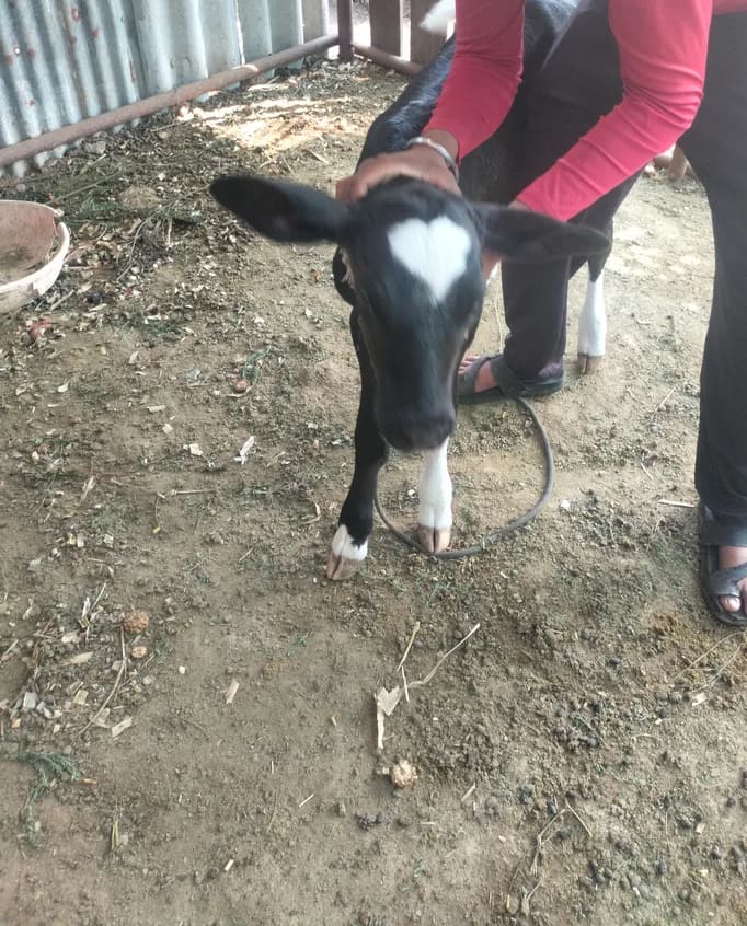 HF Cow in  MAHARASHTRA