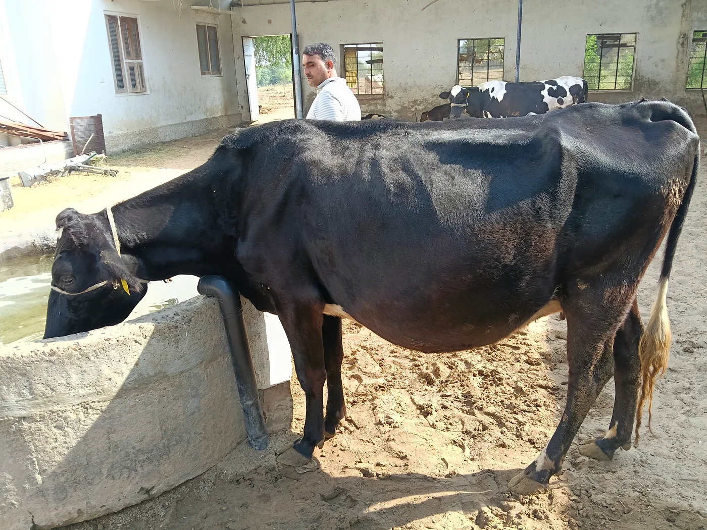 HF Cow H3402 in  RAJASTHAN