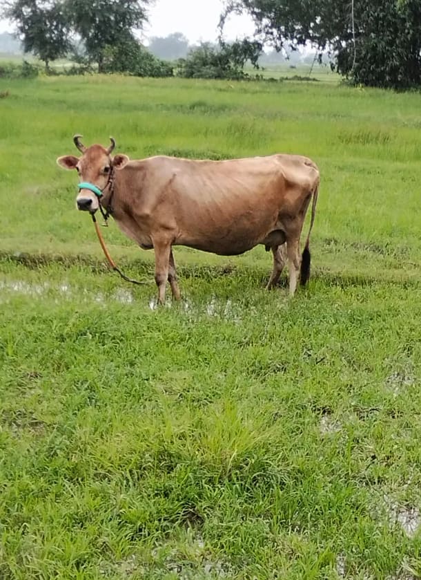 Jersey Cow in  UTTAR PRADESH