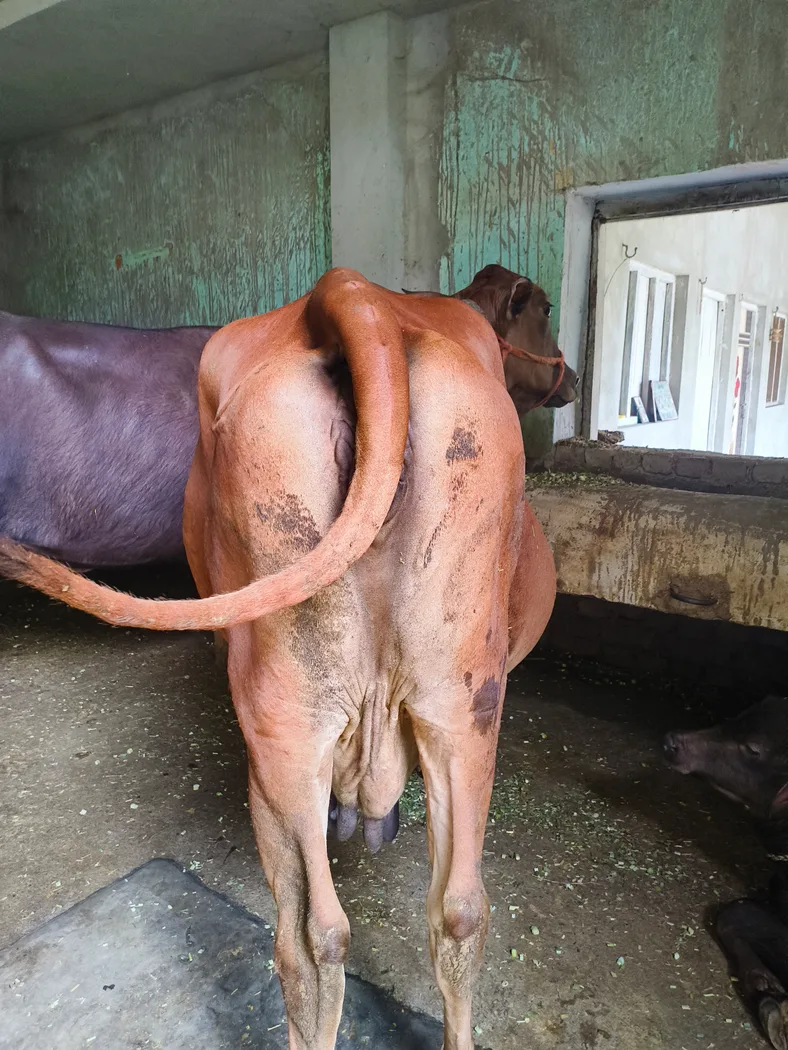 Sahiwal Cow in  UTTAR PRADESH