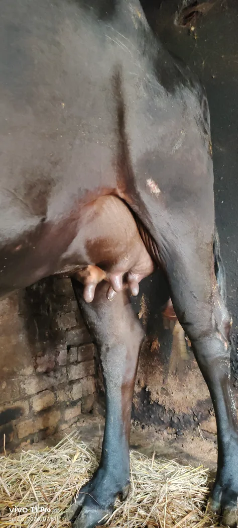 HF Cow in UTTAR PRADESH