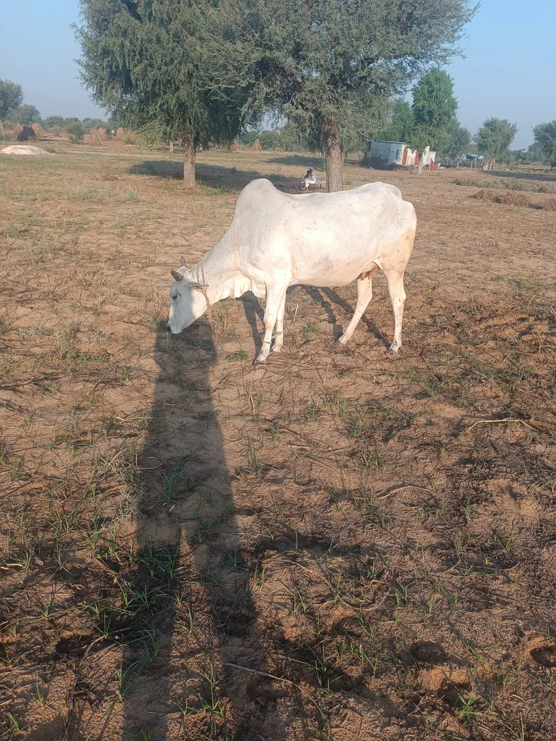 Kankrej Cow K0216 in  RAJASTHAN