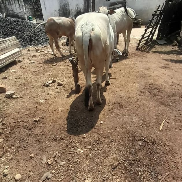 ONGOLE Cow in  MAHARASHTRA