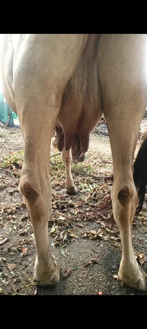 Kankrej Cow K0217 in  RAJASTHAN