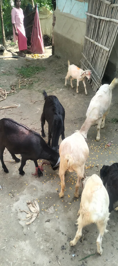 Malabari Goat M0281 in  BIHAR