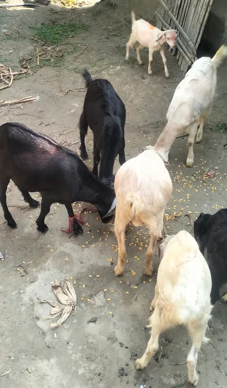 Barbari Goat B0518 in  BIHAR
