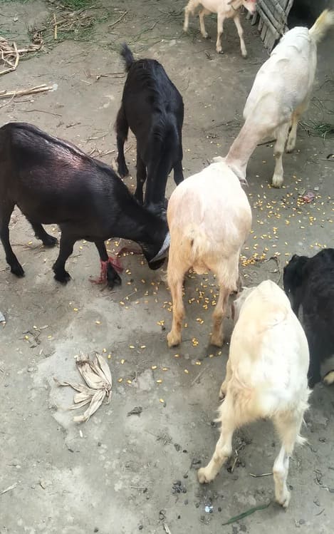 Barbari Goat B0508 in  BIHAR
