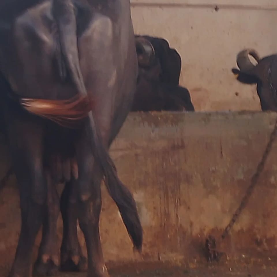 Banni  Buffalo B0576 in  UTTAR PRADESH